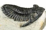 Detailed Hollardops Trilobite Fossil - Ofaten, Morocco #351263-1